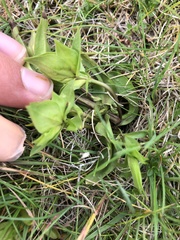 Gentianella campestris