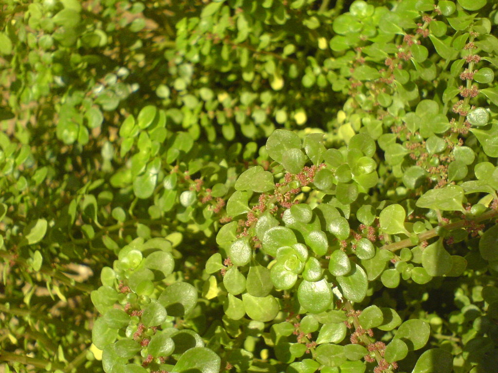Pilée à petites feuilles (Pilea serpyllacea (Kunth) Liebm.)