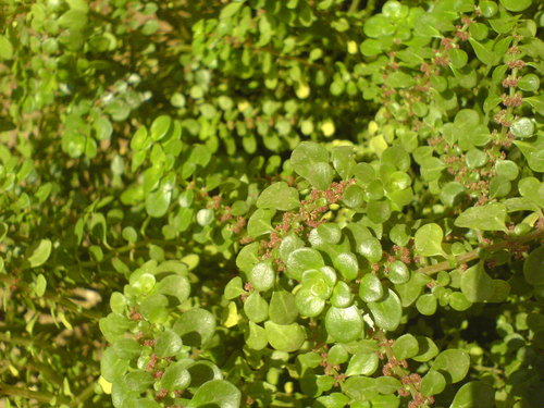 Pilea serpyllacea