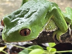 Phyllomedusa tarsius