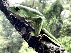 Phyllomedusa tarsius