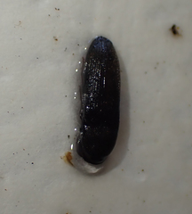 Asiocnemis