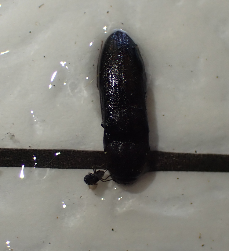Asiocnemis