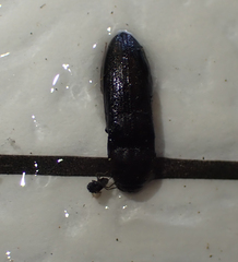 Asiocnemis