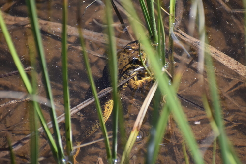 iNaturalist observation photo of Sierra Nevada Yellow-legged Frog