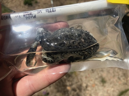 iNaturalist observation photo of Yosemite Toad