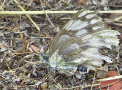 Pontia occidentalis