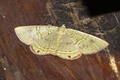 Phrygionis auriferaria