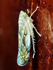 Scaphoideus titanus