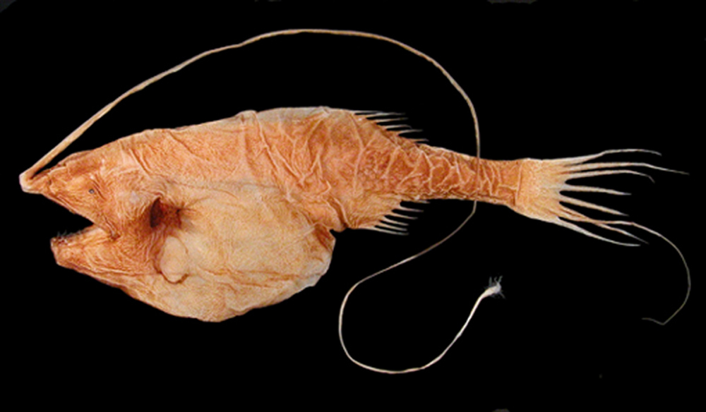 Gigantic Whipnose