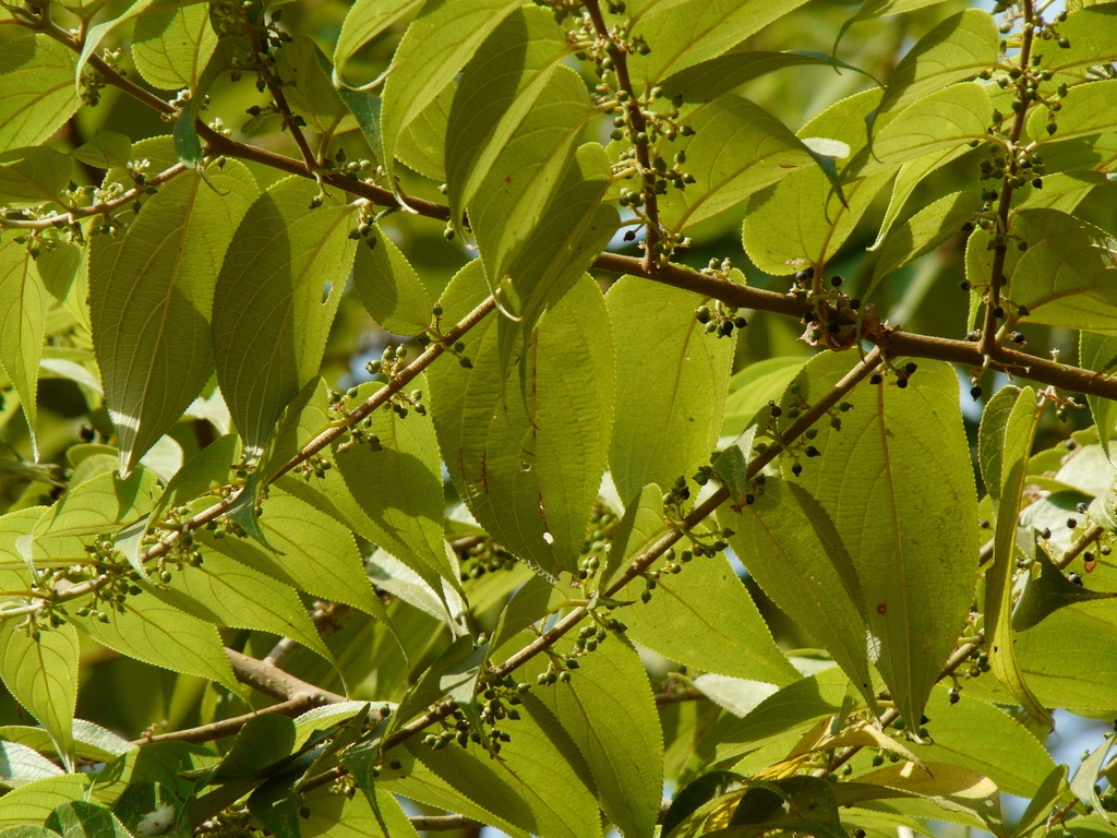 Lesser Trema