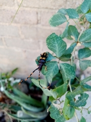 Dendrobias mandibularis