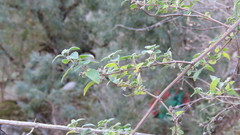 Minthostachys verticillata