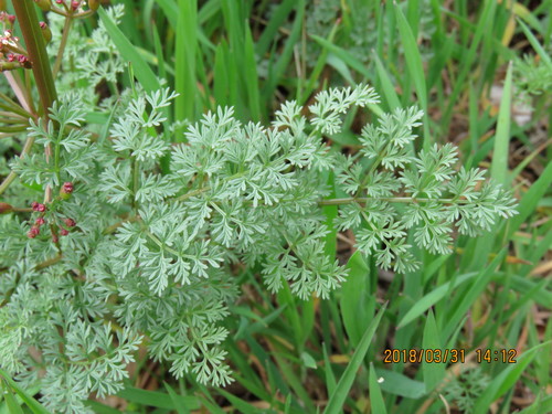 Image of Lomatium salmoniflorum by no rights reserved