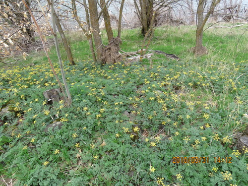 Image of Lomatium salmoniflorum by no rights reserved
