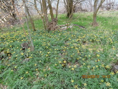 Lomatium salmoniflorum