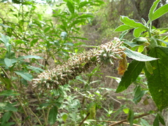 Buddleja stachyoides