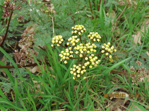Image of Lomatium salmoniflorum by no rights reserved