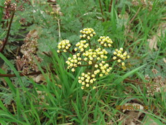 Lomatium salmoniflorum