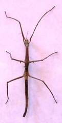 Medauroidea extradentata