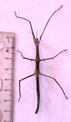 Medauroidea extradentata