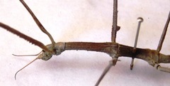 Medauroidea extradentata