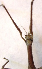 Medauroidea extradentata