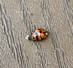 Harmonia axyridis