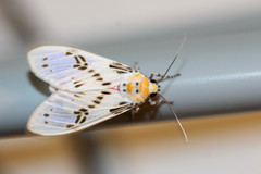 Idalus daga