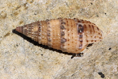 Cerithium traillii