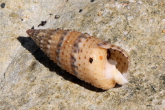 Cerithium traillii
