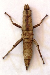 Eurycanthini