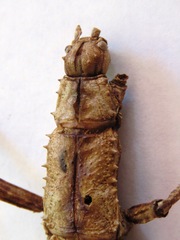 Eurycanthini
