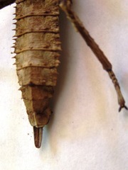 Eurycanthini