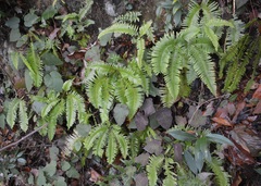 Dicranopteris pedata