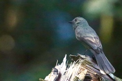 Thamnomanes ardesiacus