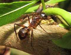 Camponotus maculatus