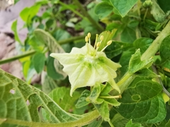 Jaltomata procumbens