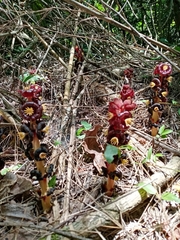 Bdallophytum americanum