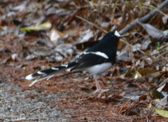 Enicurus leschenaulti