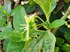 Jaltomata procumbens
