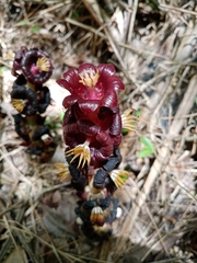 Bdallophytum americanum