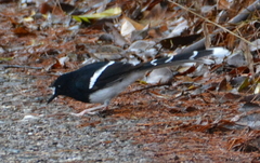 Enicurus leschenaulti