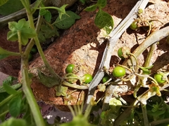 Jaltomata procumbens
