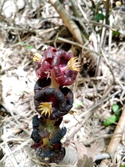 Bdallophytum americanum