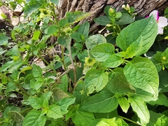Jaltomata procumbens
