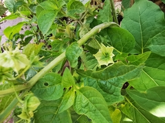 Jaltomata procumbens
