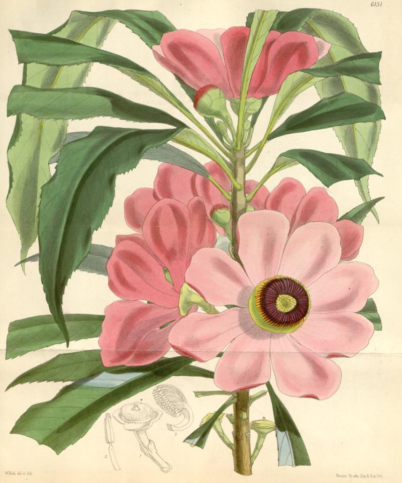 Gustavia gracillima