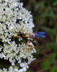 Spilopteron occiputale