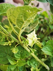 Jaltomata procumbens